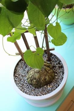 珍しい植物が入荷しました♪｜「吉田フローリスト」　（新潟県新潟市中央区の花キューピット加盟店 花屋）のブログ